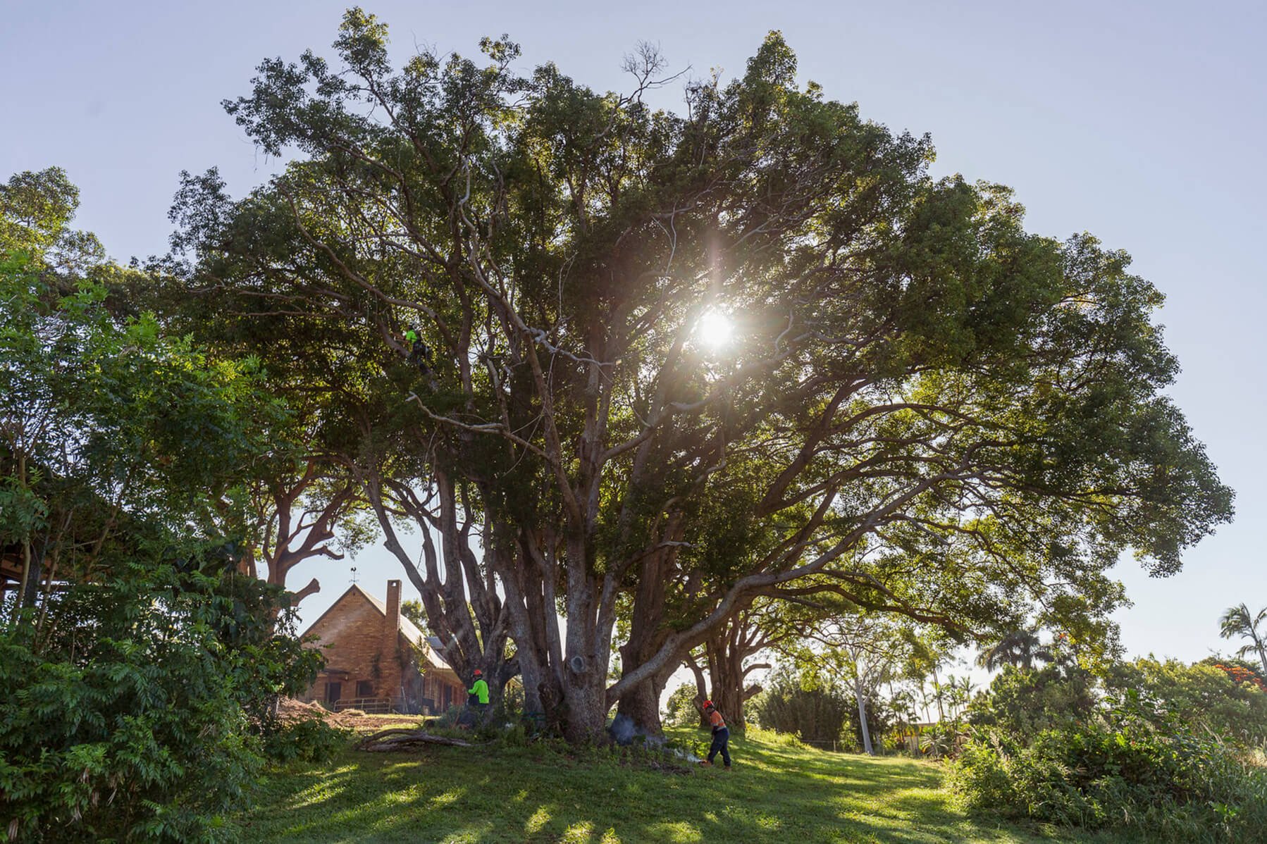 Treemendous-Tree-Surgery-Arborist-Sunshine-Coast-2.jpg
