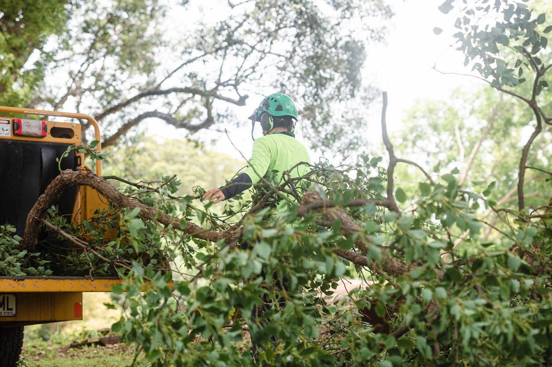 Treemendous-Tree-Surgery-Arborist-Sunshine-Coast-15.jpg