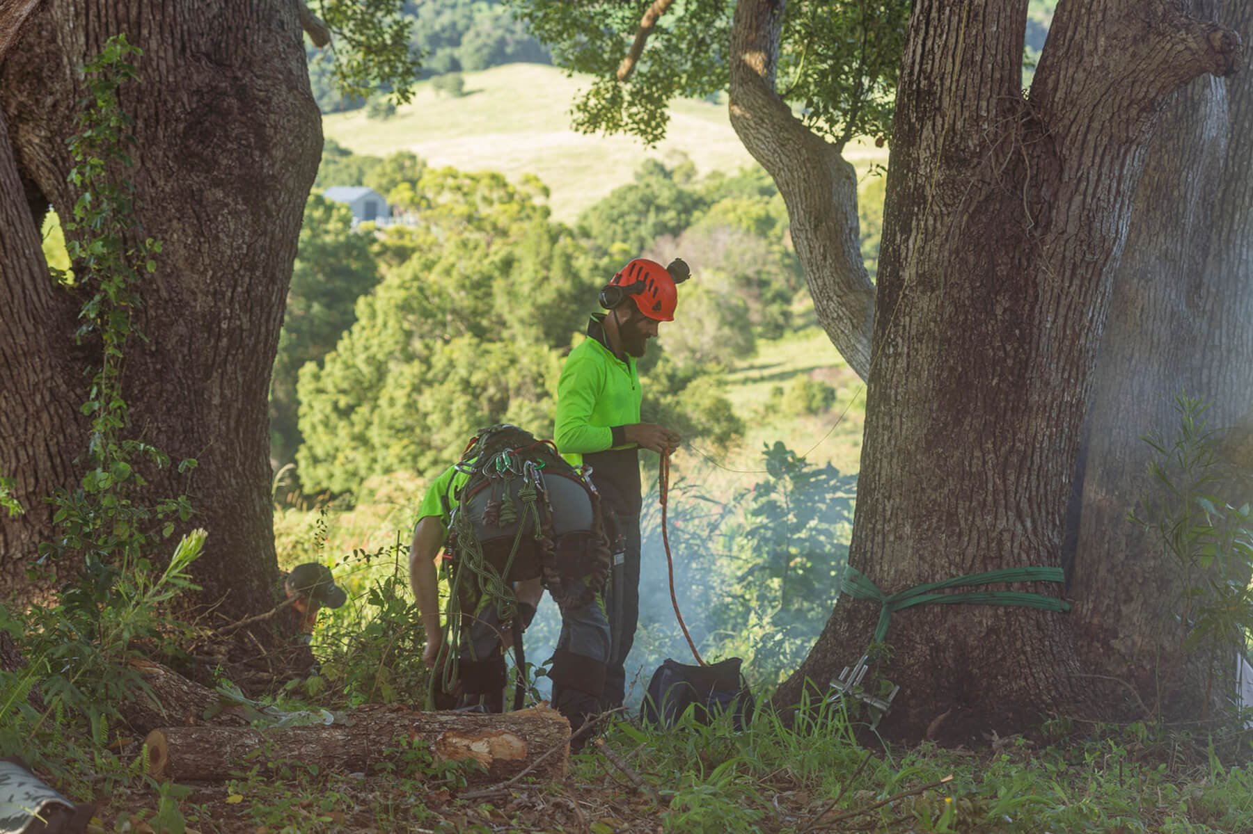 Treemendous-Tree-Surgery-Arborist-Sunshine-Coast-16.jpg