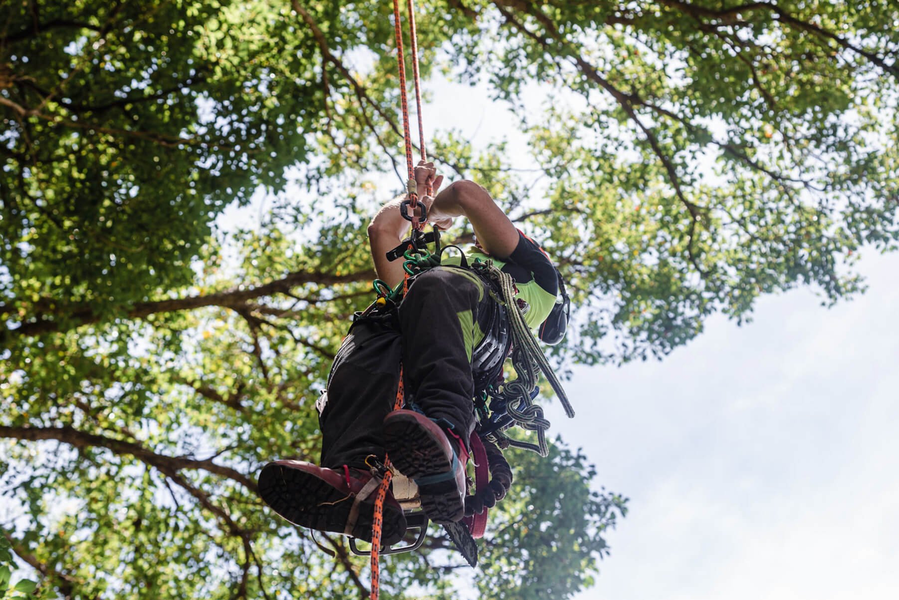 Treemendous-Tree-Surgery-Arborist-Sunshine-Coast-14.jpg