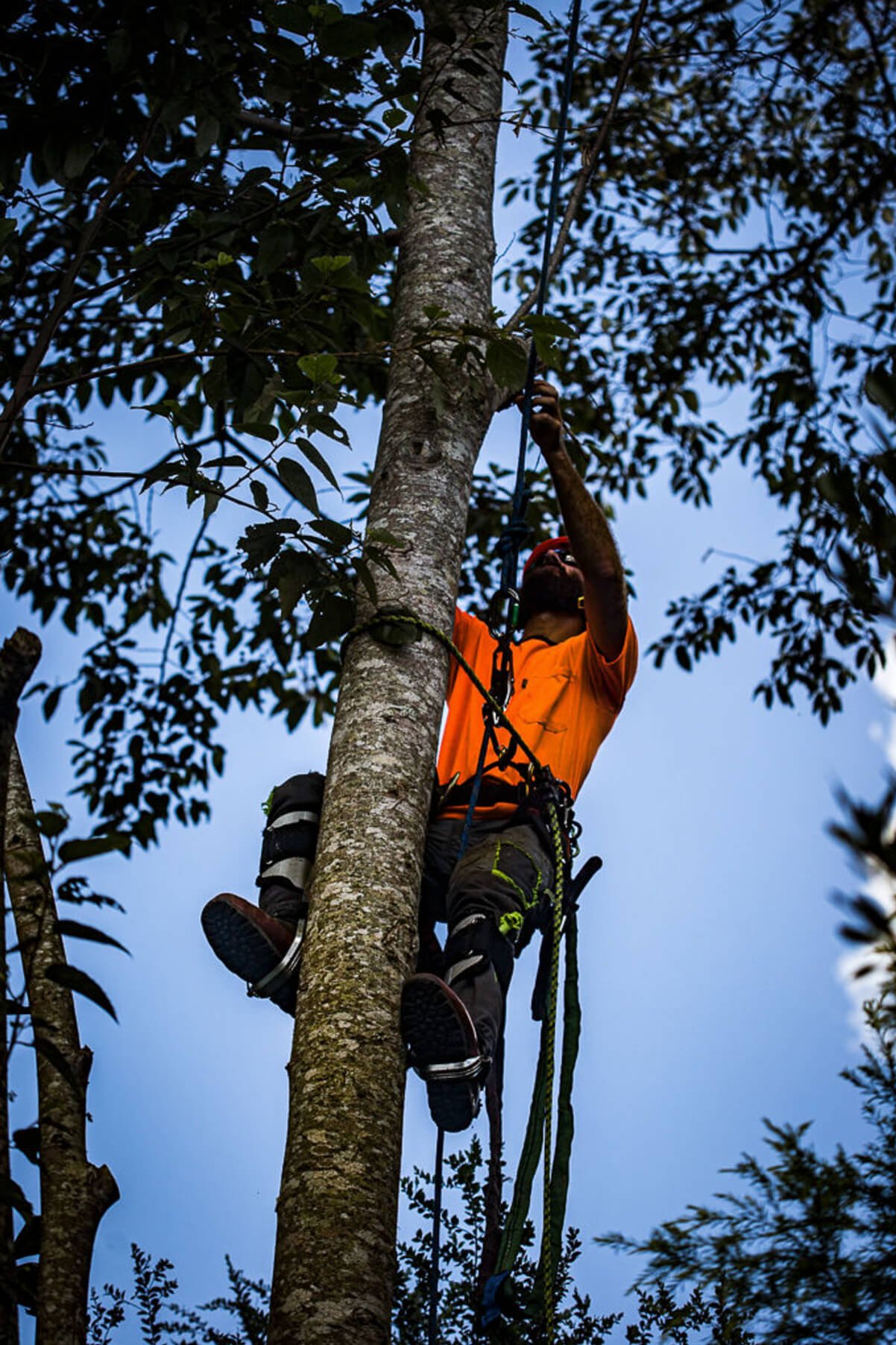 Treemendous-Tree-Surgery-Arborist-Sunshine-Coast-4.jpg