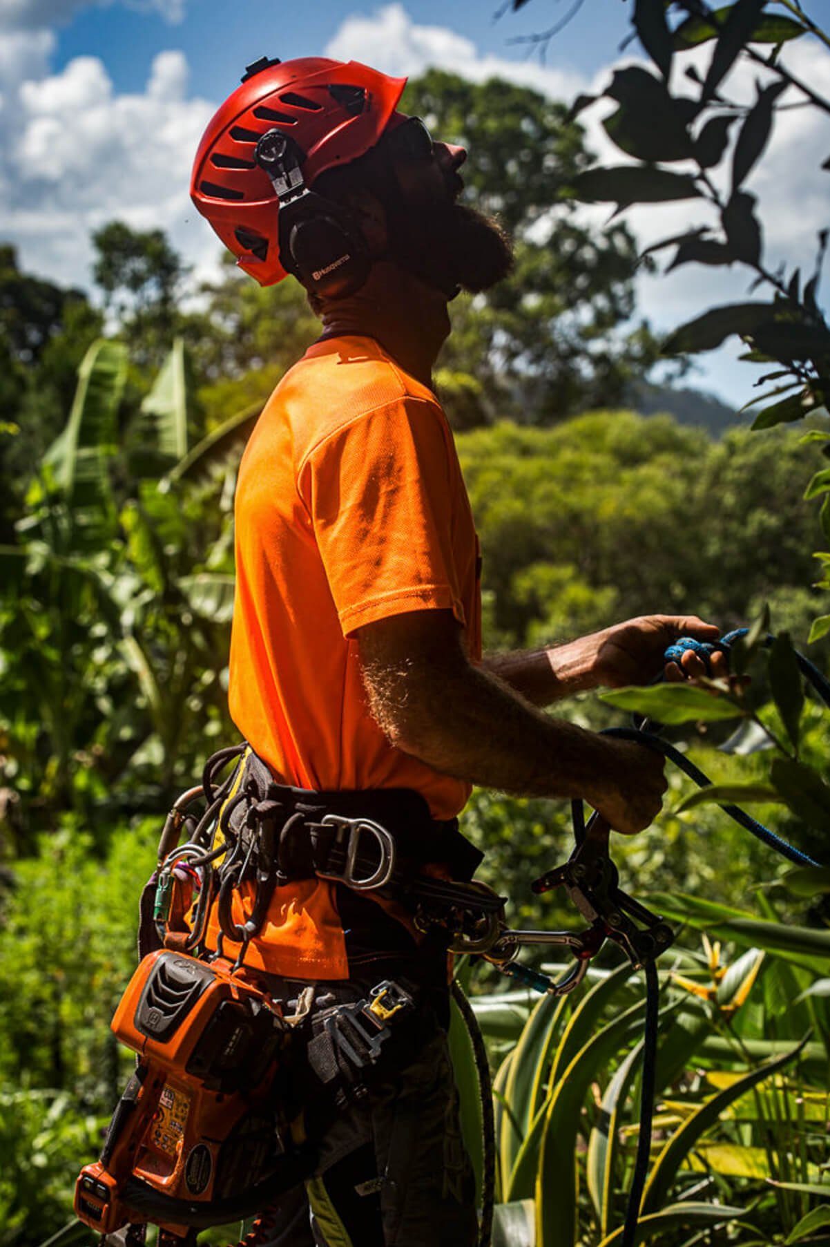 Treemendous-Tree-Surgery-Arborist-Sunshine-Coast-3.jpg