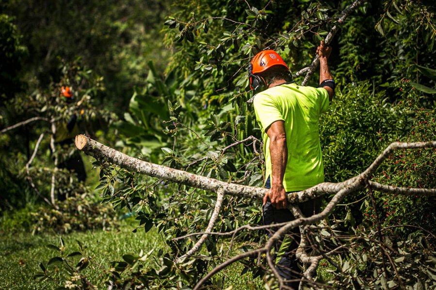 Treemendous-Tree-Surgery-Arborist-Sunshine-Coast-5.jpg