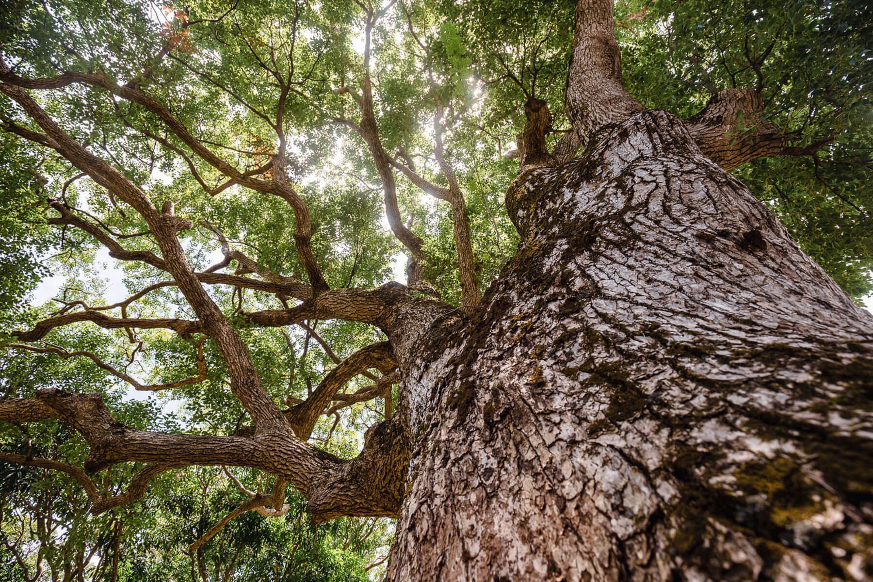 Treemendous-Tree-Surgery-Arborist-Sunshine-Coast-13.jpg