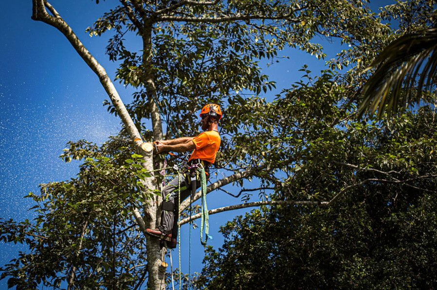 Treemendous-Tree-Surgery-Arborist-Sunshine-Coast-6.jpg