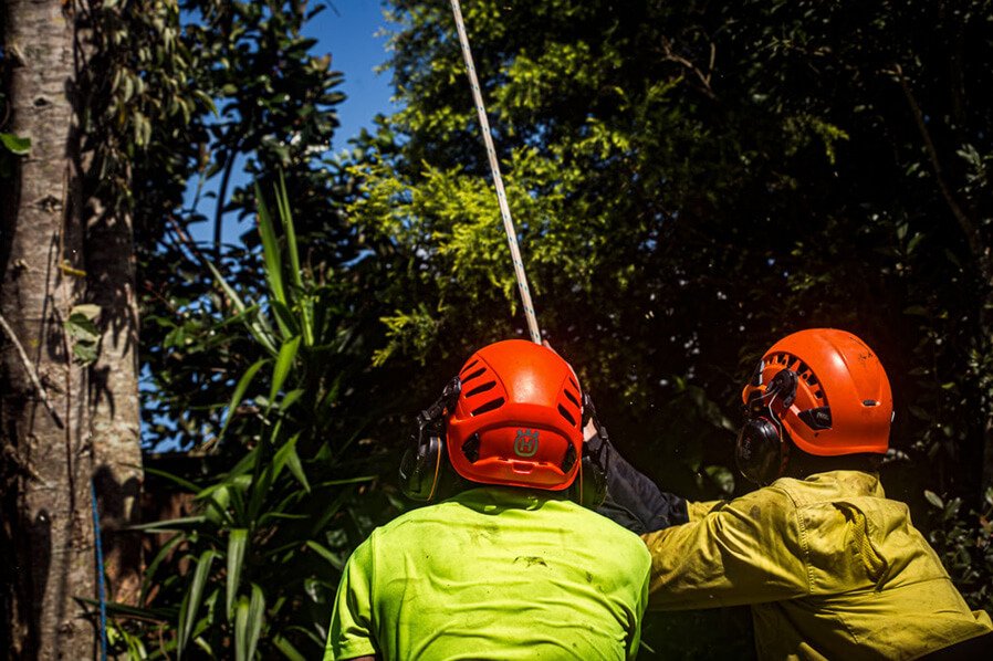 Treemendous-Tree-Surgery-Arborist-Sunshine-Coast-7.jpg