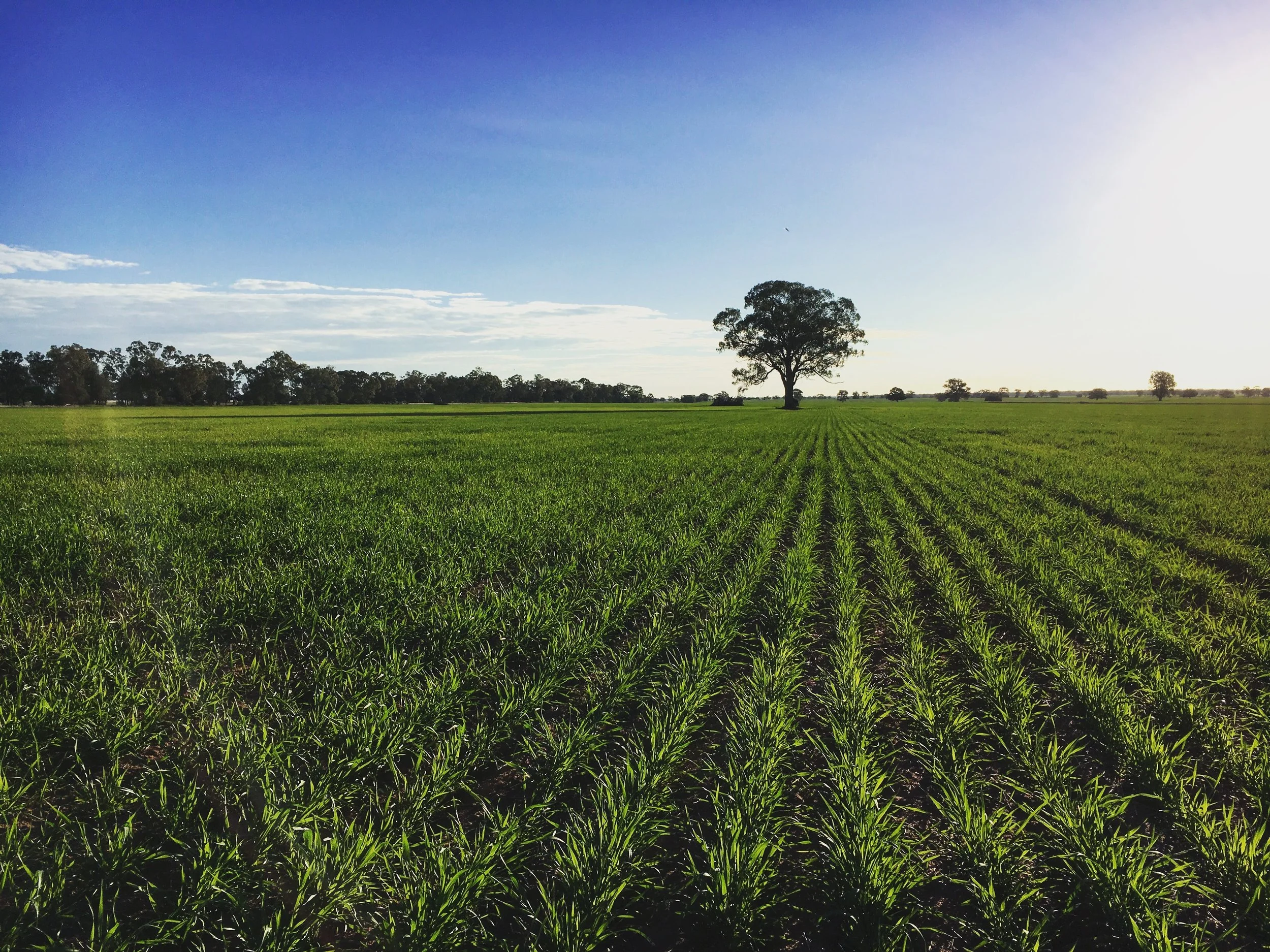 Blog — Tractor Snacks