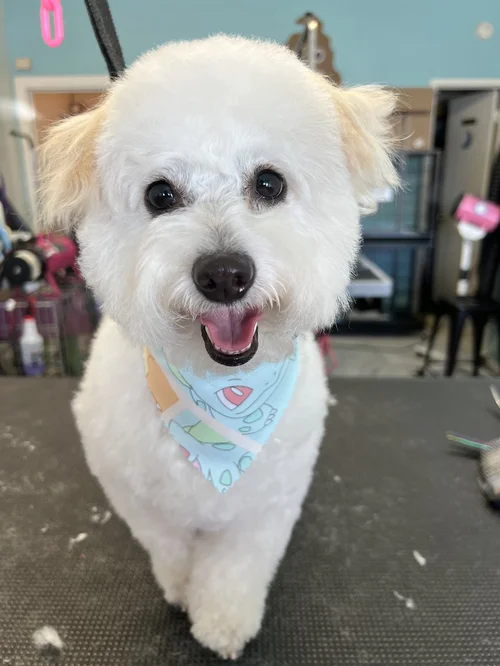 Who's Your Groomer, business photo 2