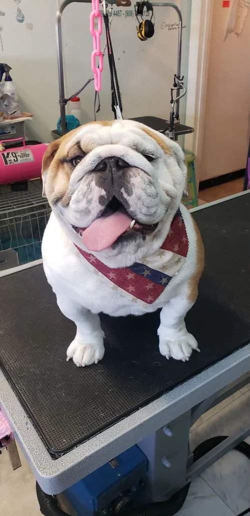 Who's Your Groomer, business photo 3