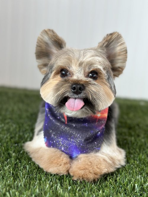 Who's Your Groomer, Pet groomer