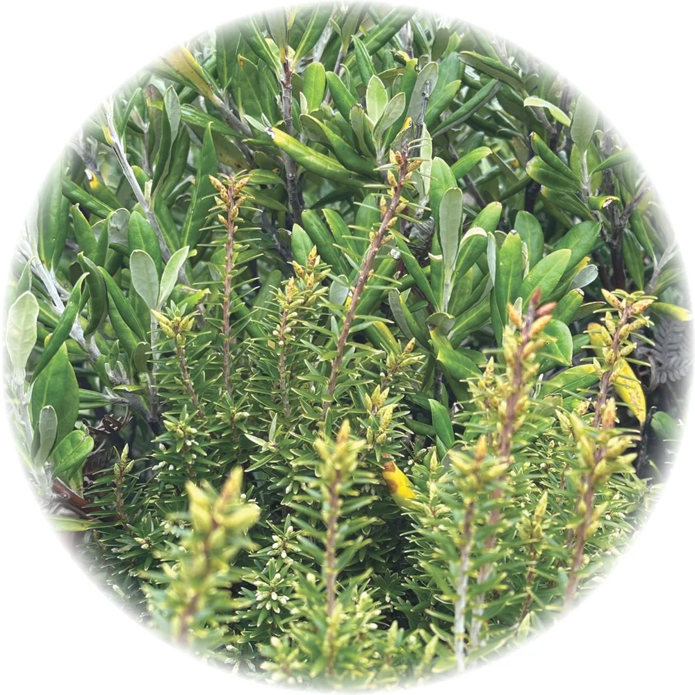 Corokia macrocarpa and Leptecophylla robusta