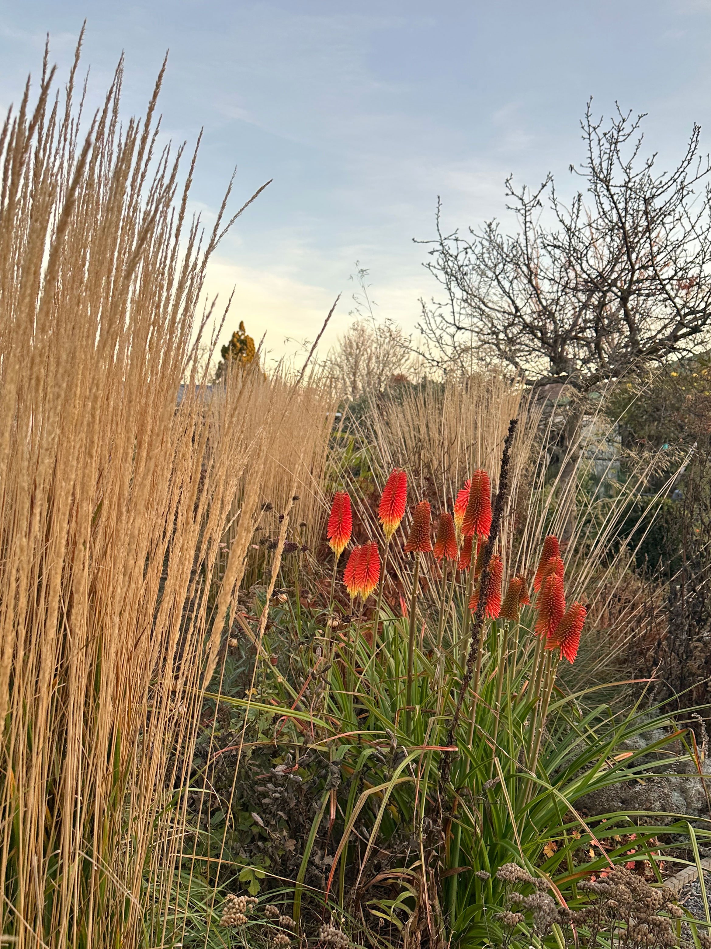 Botanic Landscape Architects planting garden design naturalistic