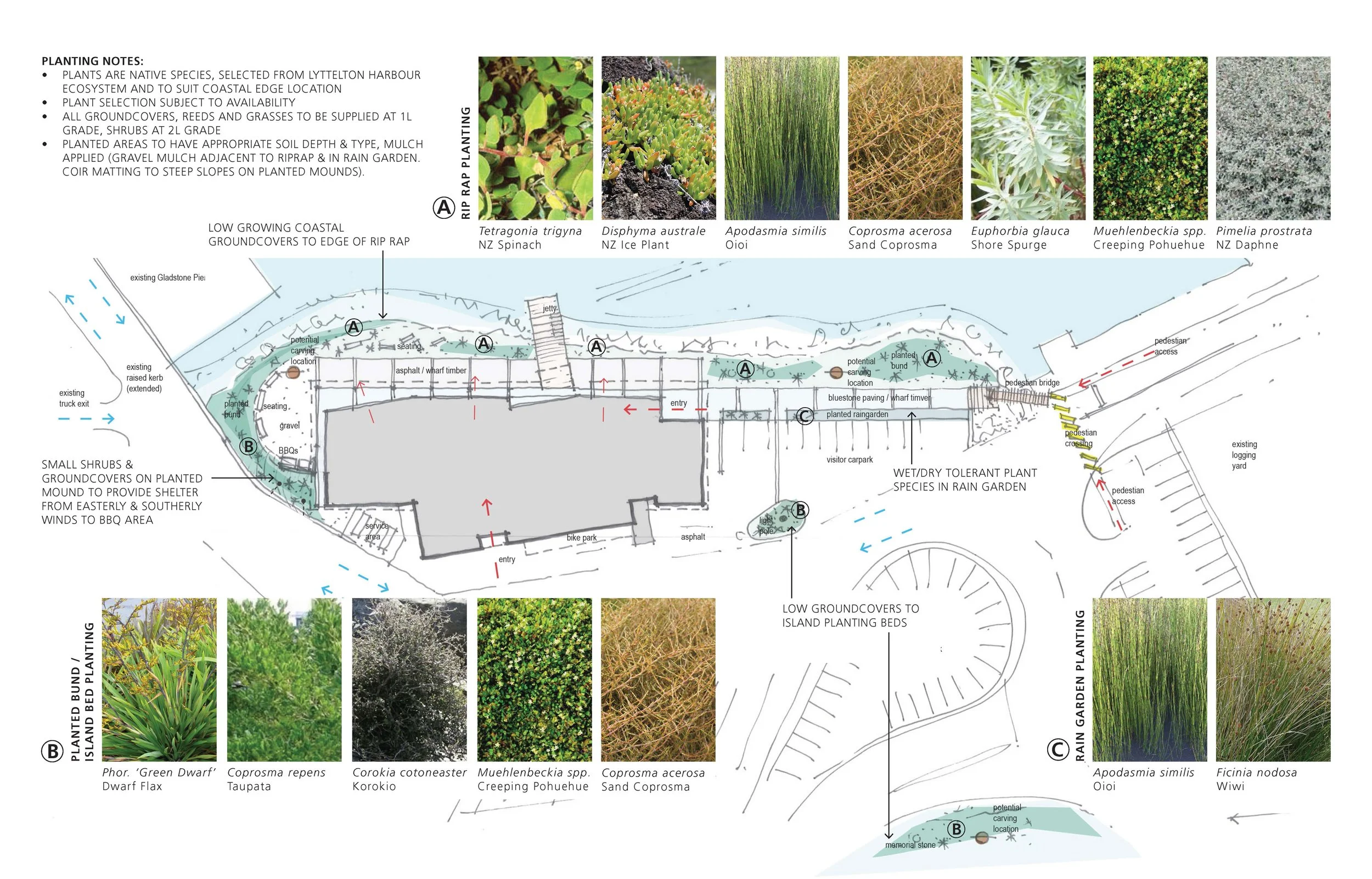 Coastal ecological planting plan by Botanic Landscape Architects in Lyttelton, Christchurch