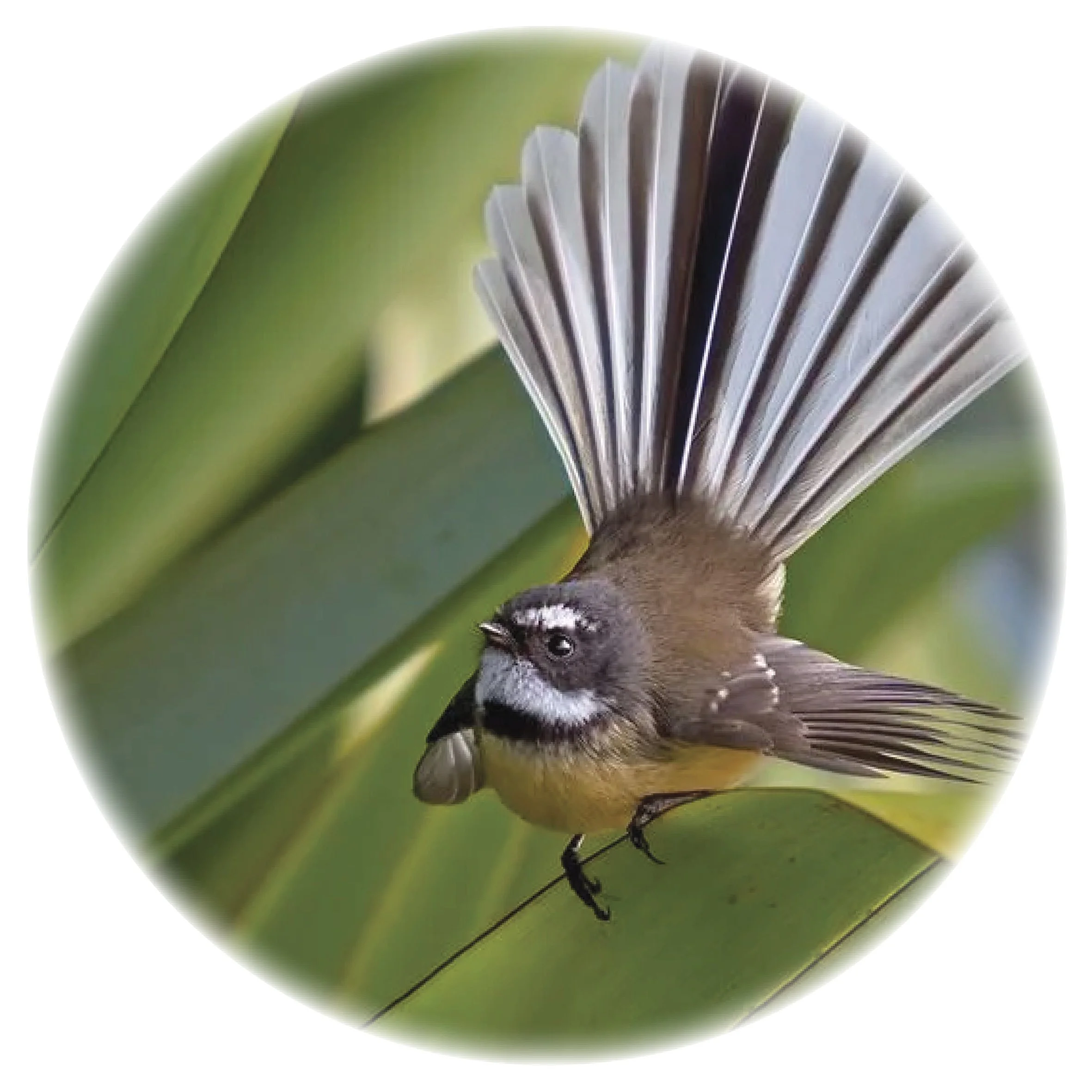 The Methven Birdsong Sanctuary project aims to create a living legacy of biodiversity, native habitat and community value - In collaboration with the Methven community, ADC and Te Rūnanga o Arowhenua