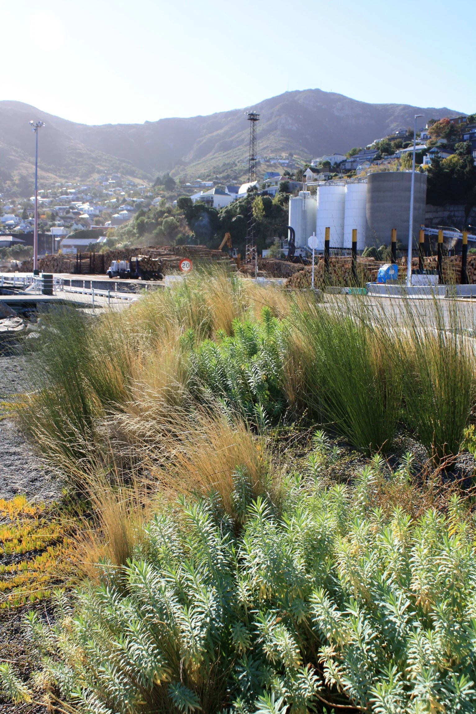 Coastal ecological planting by Botanic Landscape Architects in Lyttelton, Christchurch