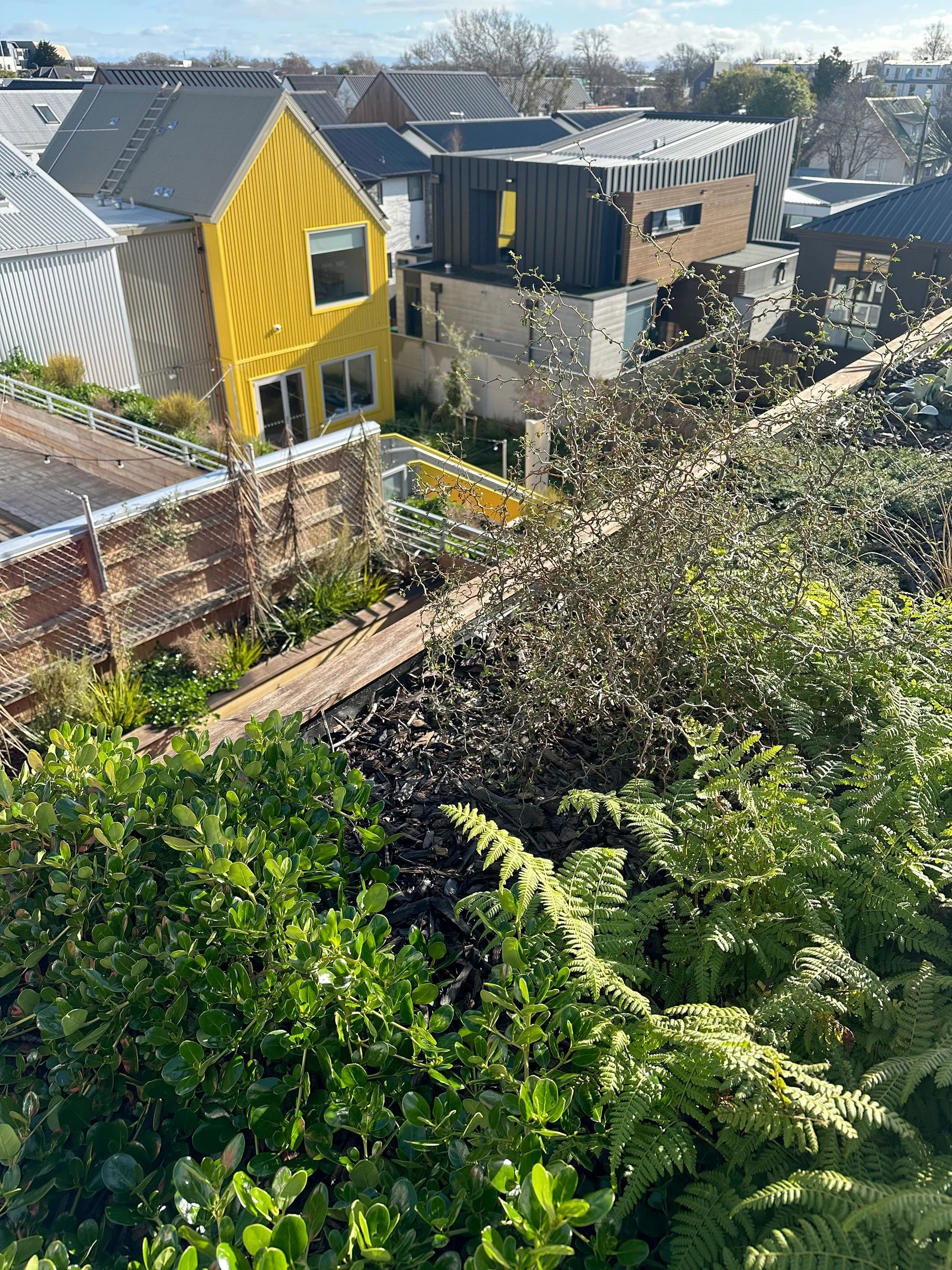 Roof garden planting by Botanic Landscape Architects in Central Christchurch