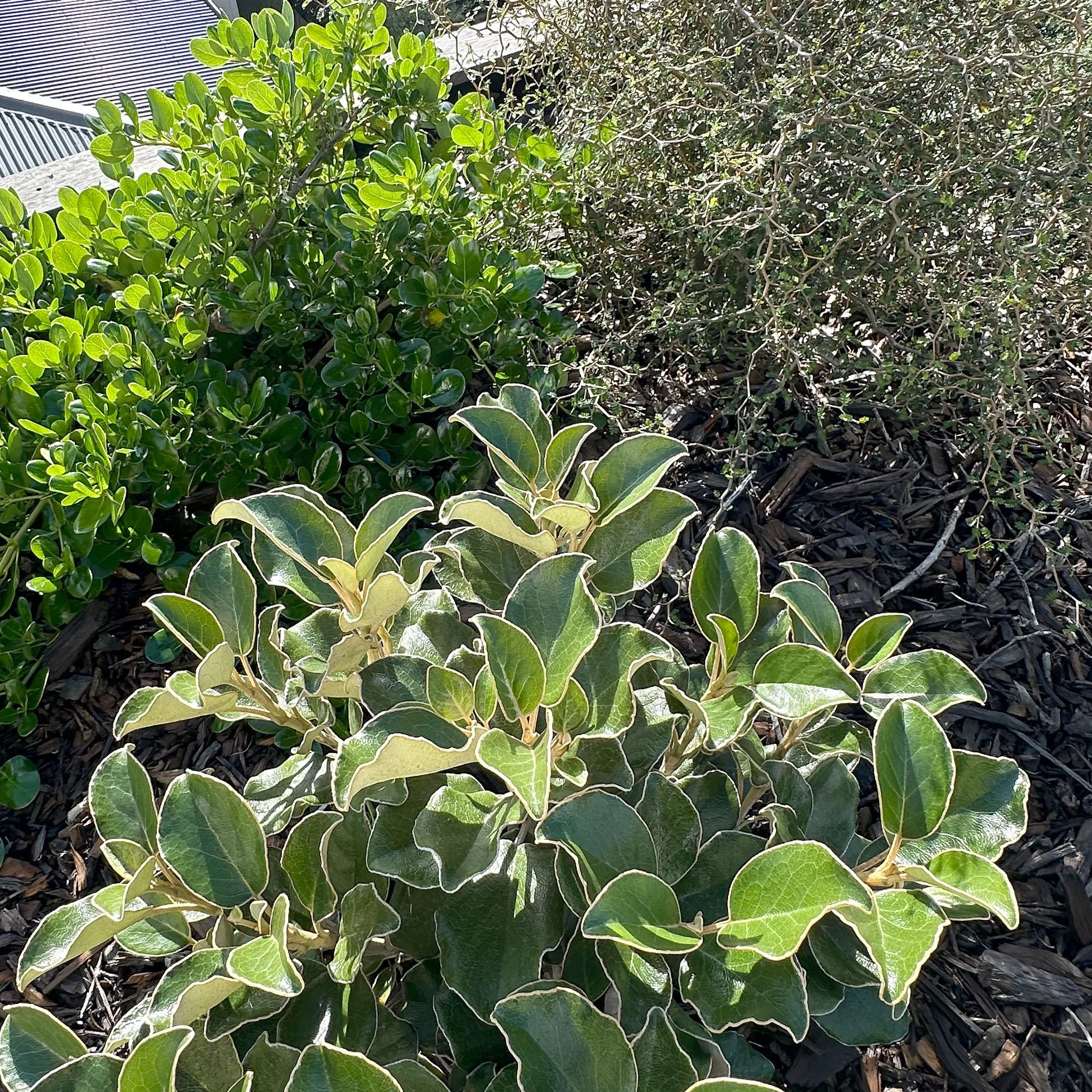 Roof garden planting by Botanic Landscape Architects in Central Christchurch