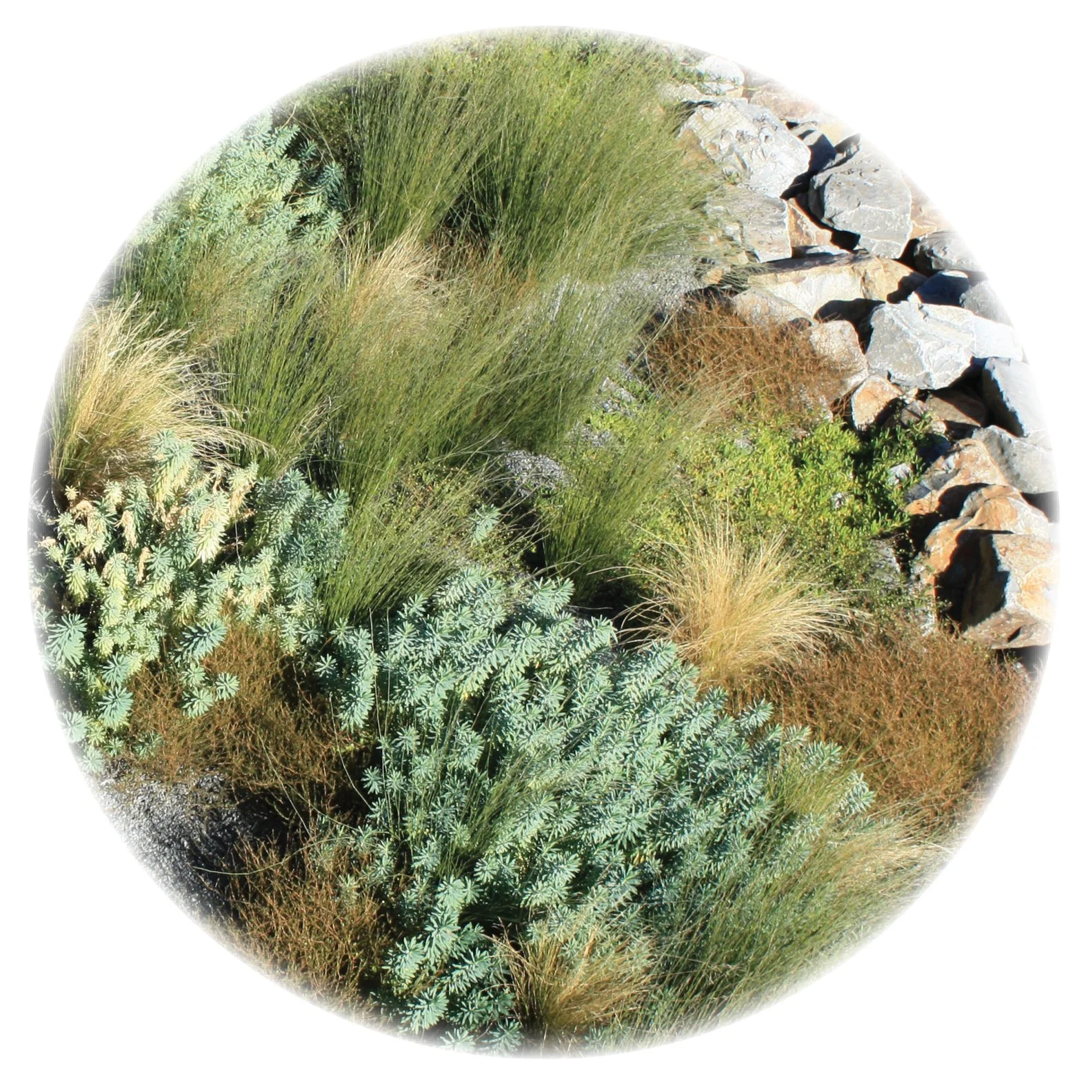 Coastal Restoration Planting