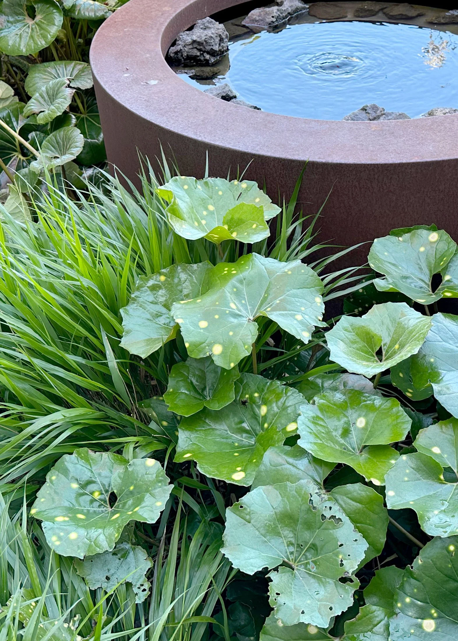 Textural planting by Botanic Landscape Architects in Lyttelton, Christchurch