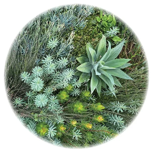 A mix of coastal dry tolerant plants - natives and exotics combined