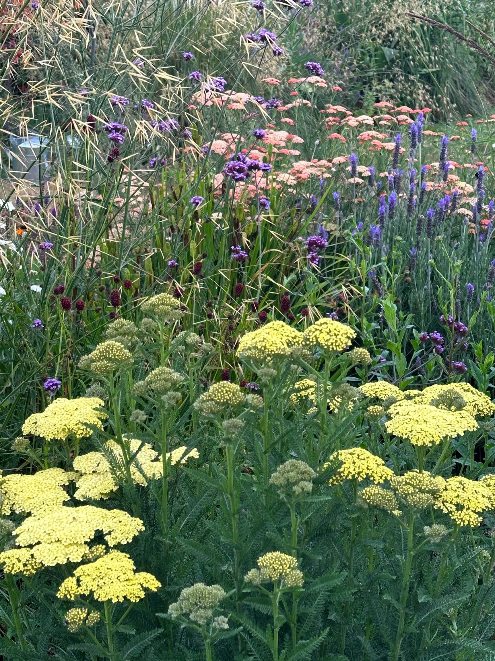 Botanic Landscape Architects planting garden design naturalistic