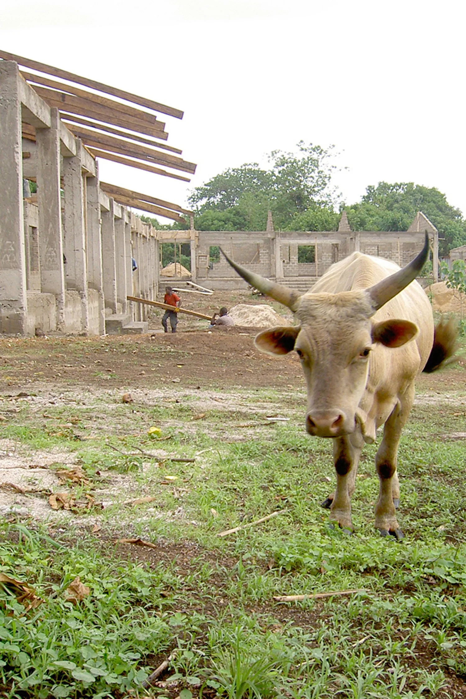 cow cropped_resized.jpg