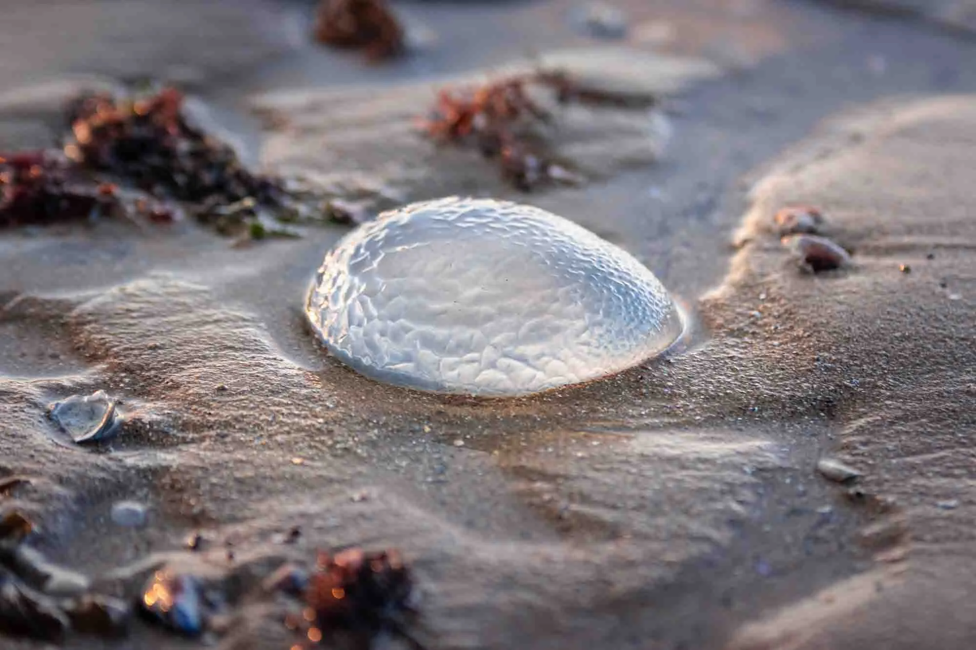 Beach Jelly