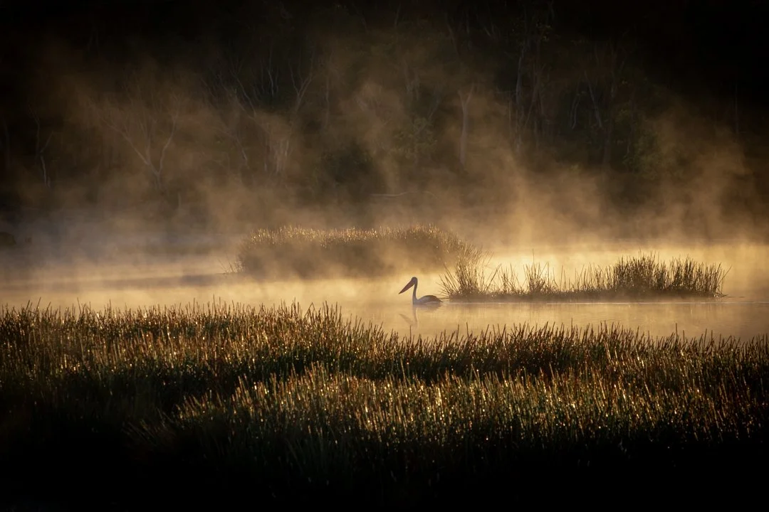 Pelican in the mist 1.JPG