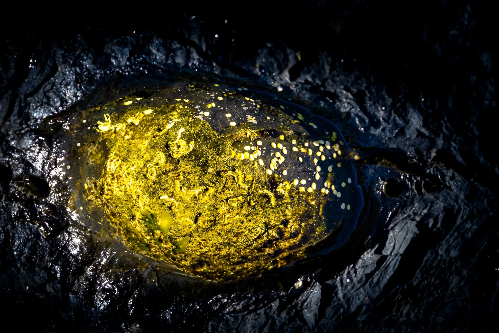Dragons Eye