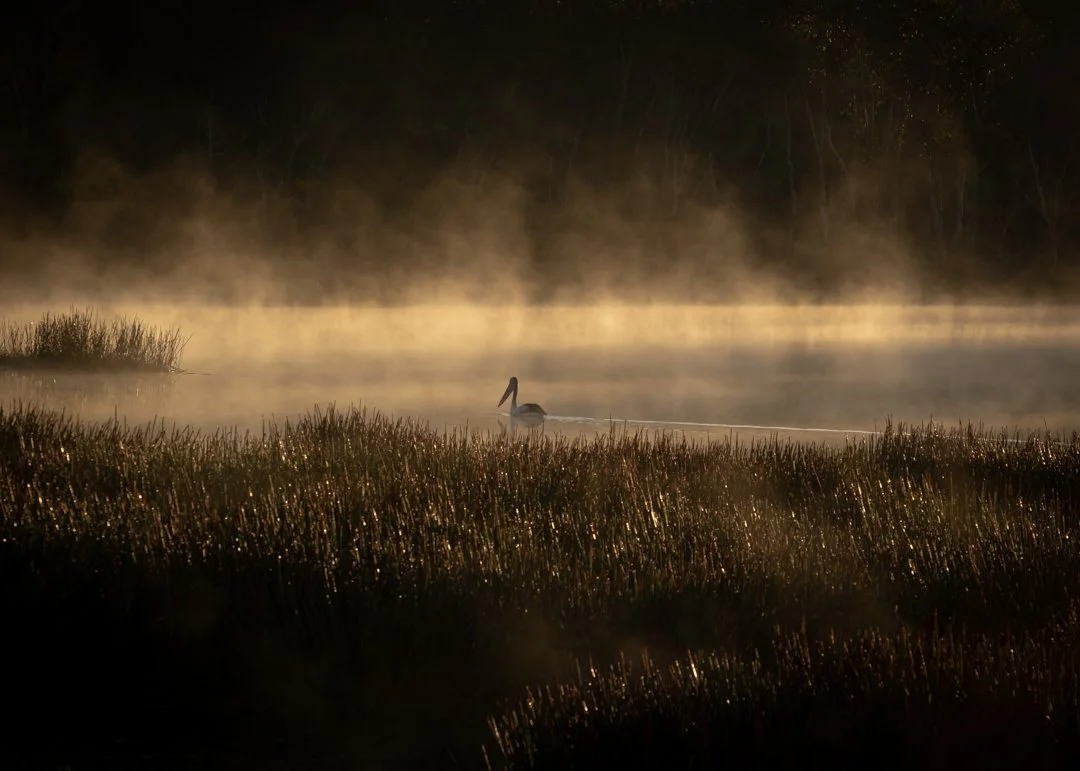 Pelican in the mist 2.JPG
