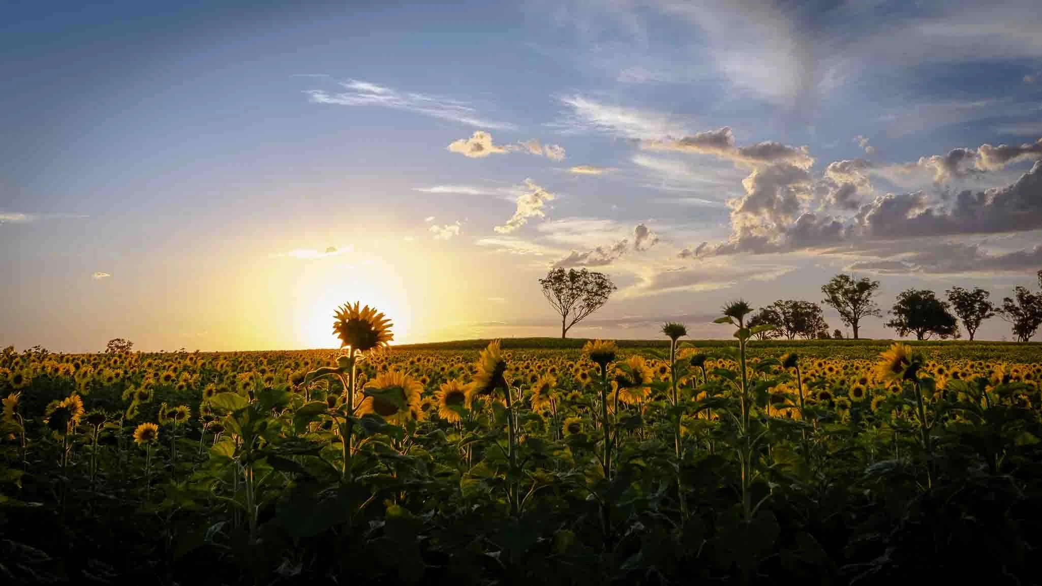 Fields of Sun