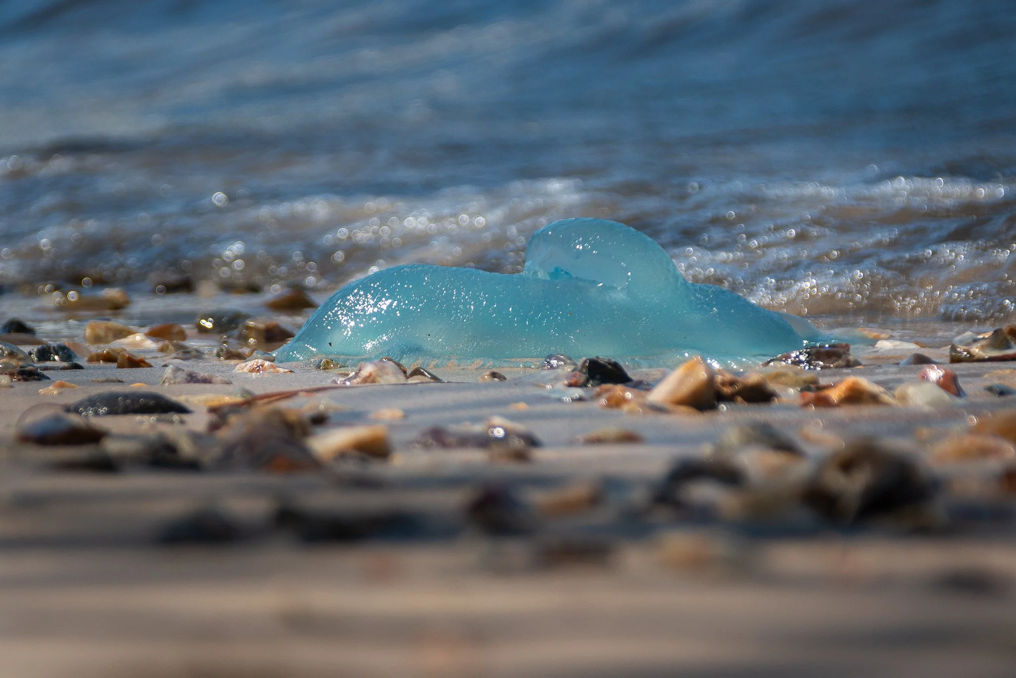 Jelly Beach