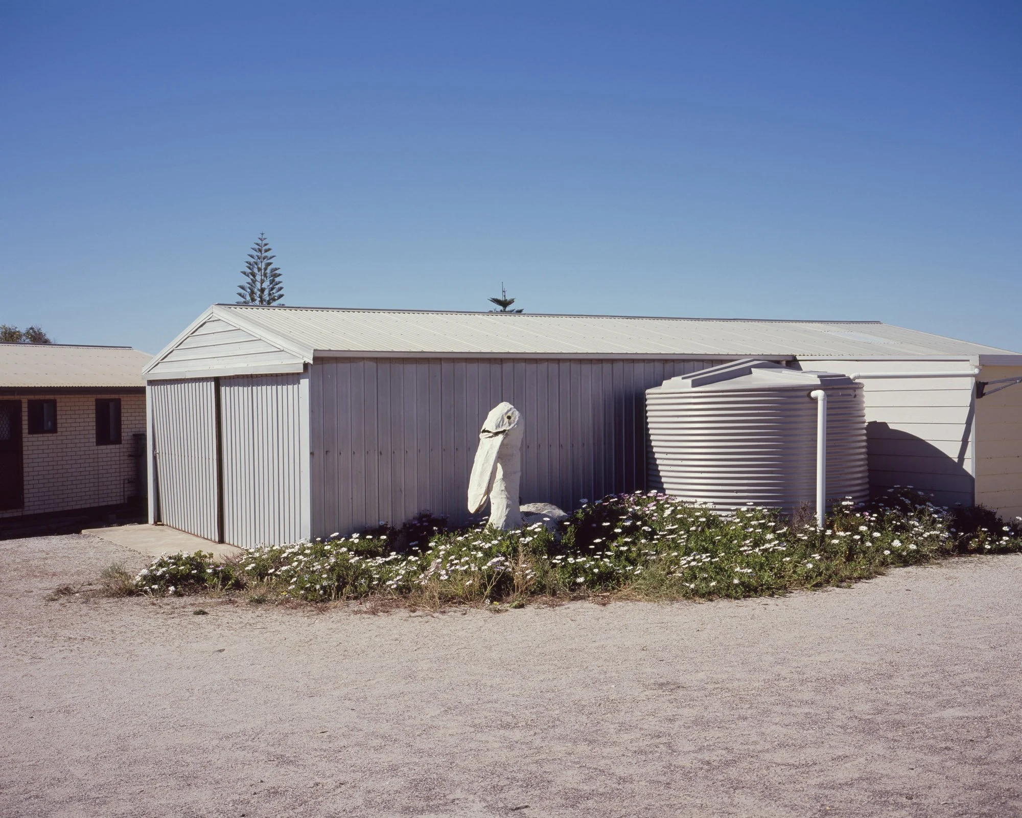 AUSTRALIAN_LUSTRE_E6_120_000062.jpg