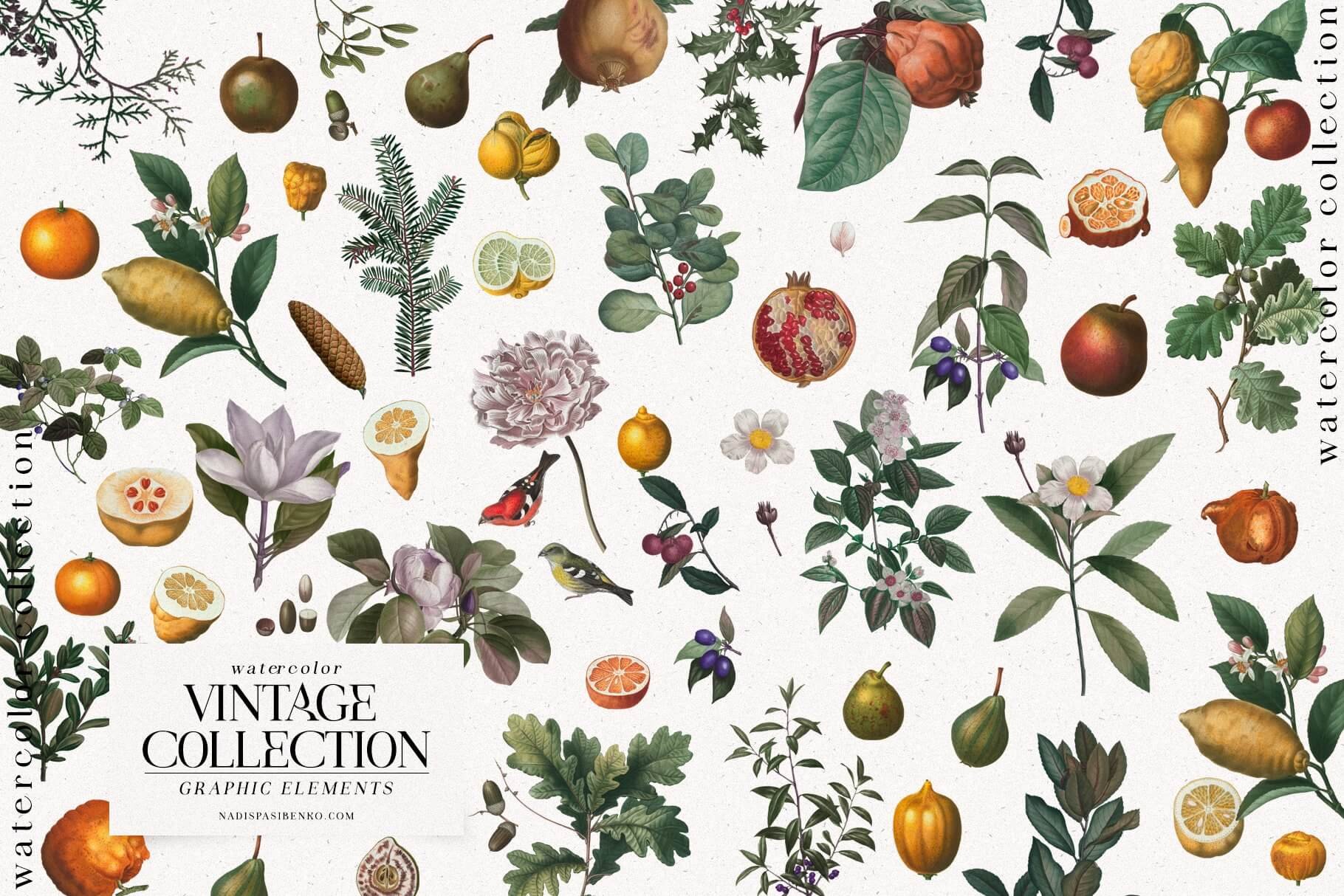Vintage Collage Illustrations Collection - Creative Vintage Elements