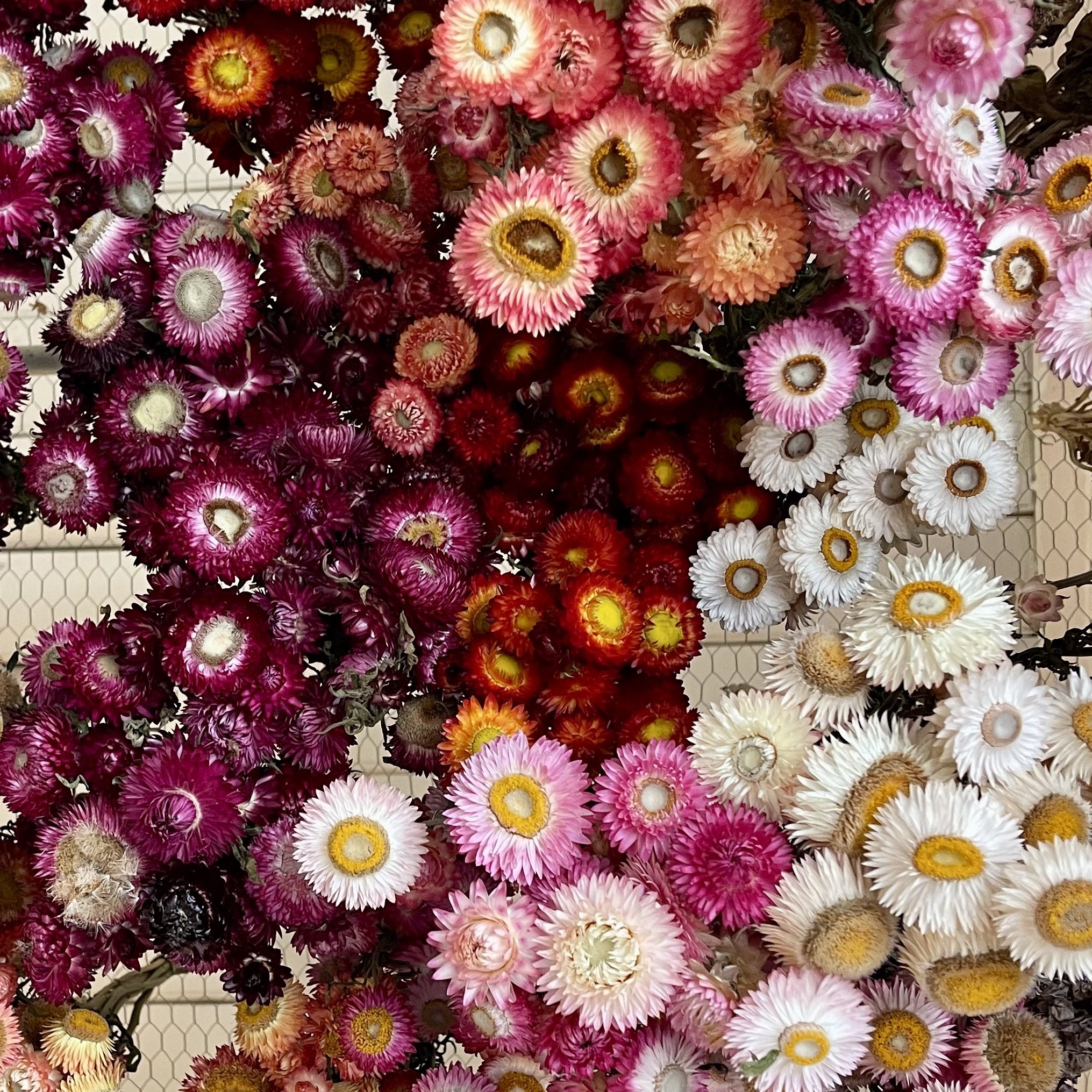 DRIED STRAWFLOWERS