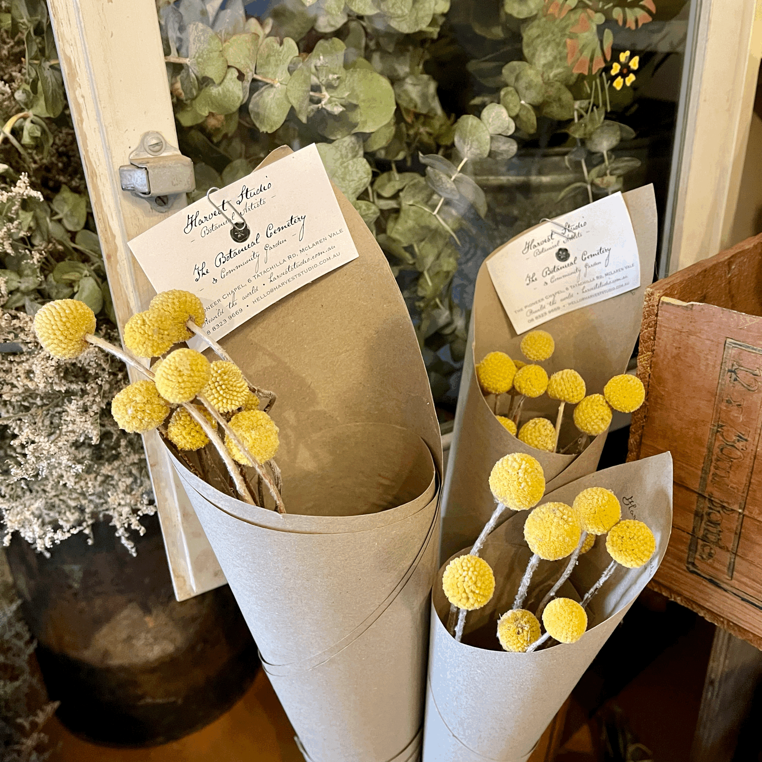 Dried Billy Buttons