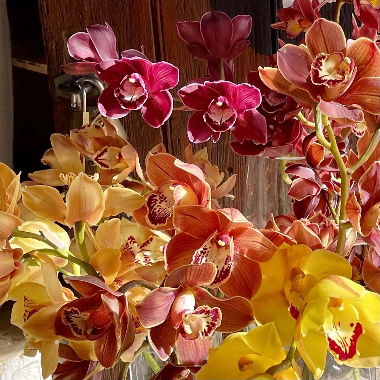 Orchids. Orchid flowers. Orchid flower delivery. McLaren Vale flower delivery. McLaren Vale florist.