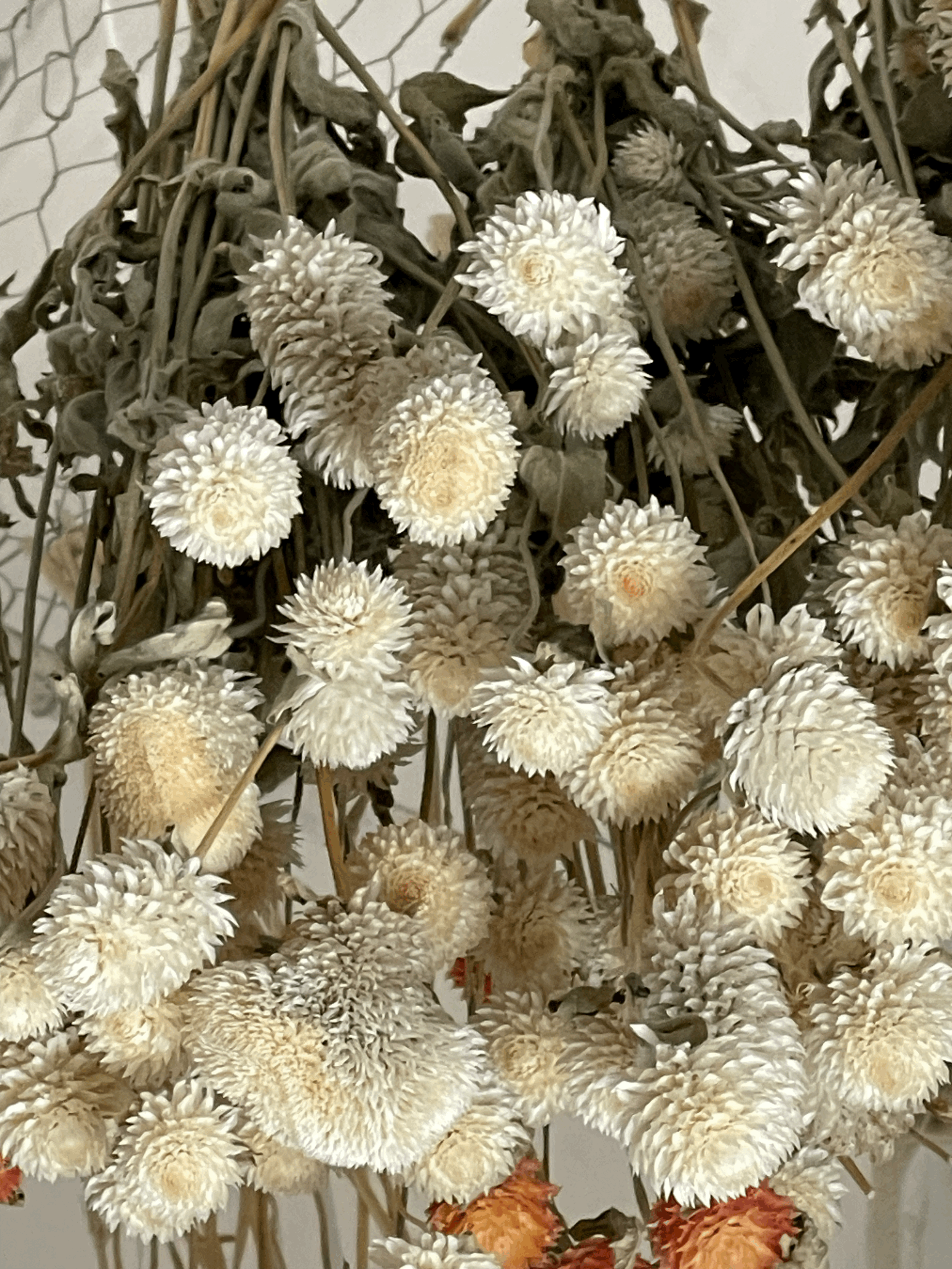 Tatachilla flower delivery. McLaren Flat flower delivery. Local Flowers McLaren Flat. Local flowers Tatachilla. Same day flower delivery McLaren Flat.