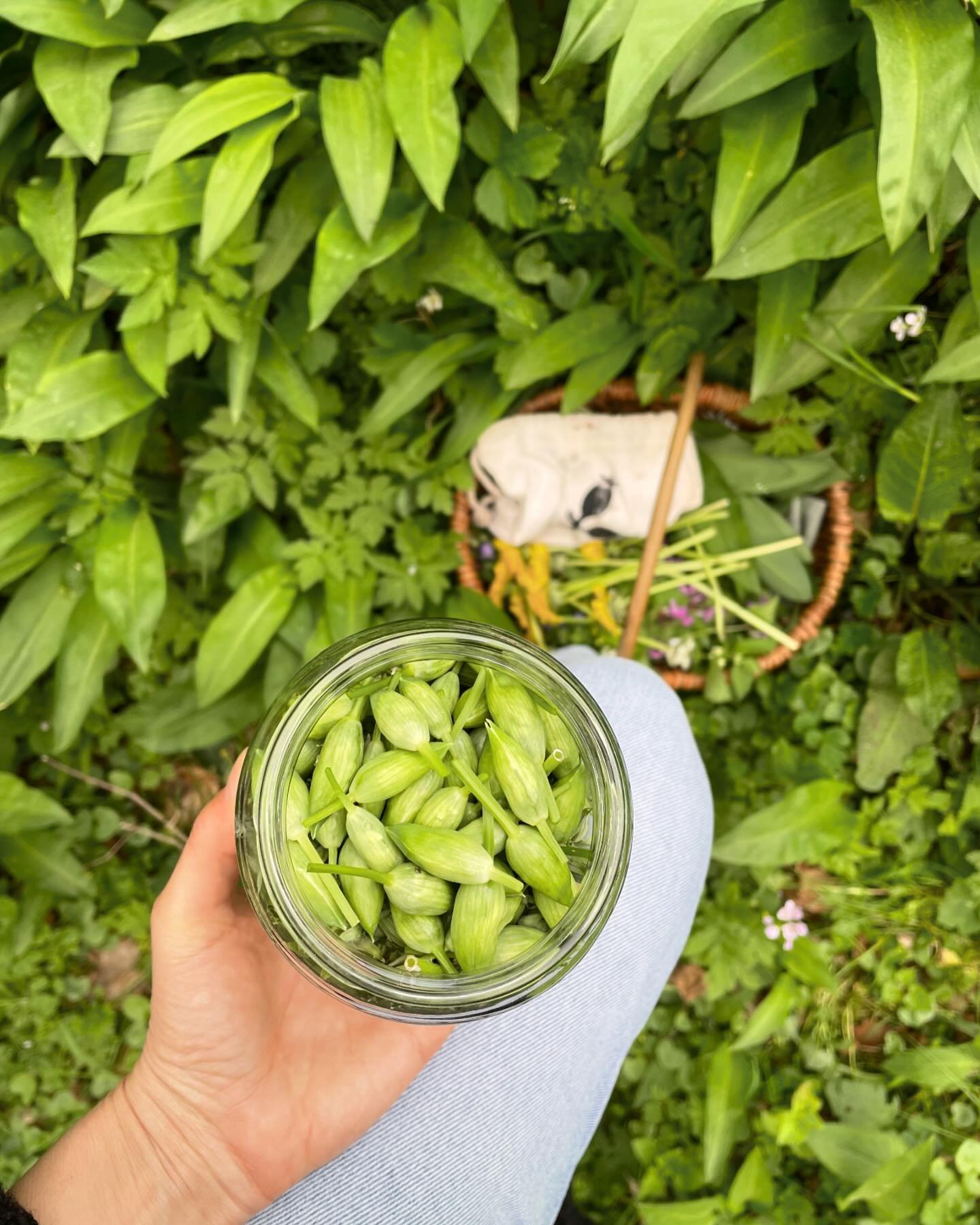 Lately 🌿

Grad viel am Sammeln&hellip; f&uuml;r uns aber auch f&uuml;r&lsquo;s n&auml;chste Retreat 💚. 

Aus den gesammelten Wildkr&auml;uter Sch&auml;tzen wurde bzw. wird:
~ Pesto
~ Falsche Kapern
~ Essig 
~ Bl&uuml;tensalz 
~ B&auml;rlauch&ouml;l