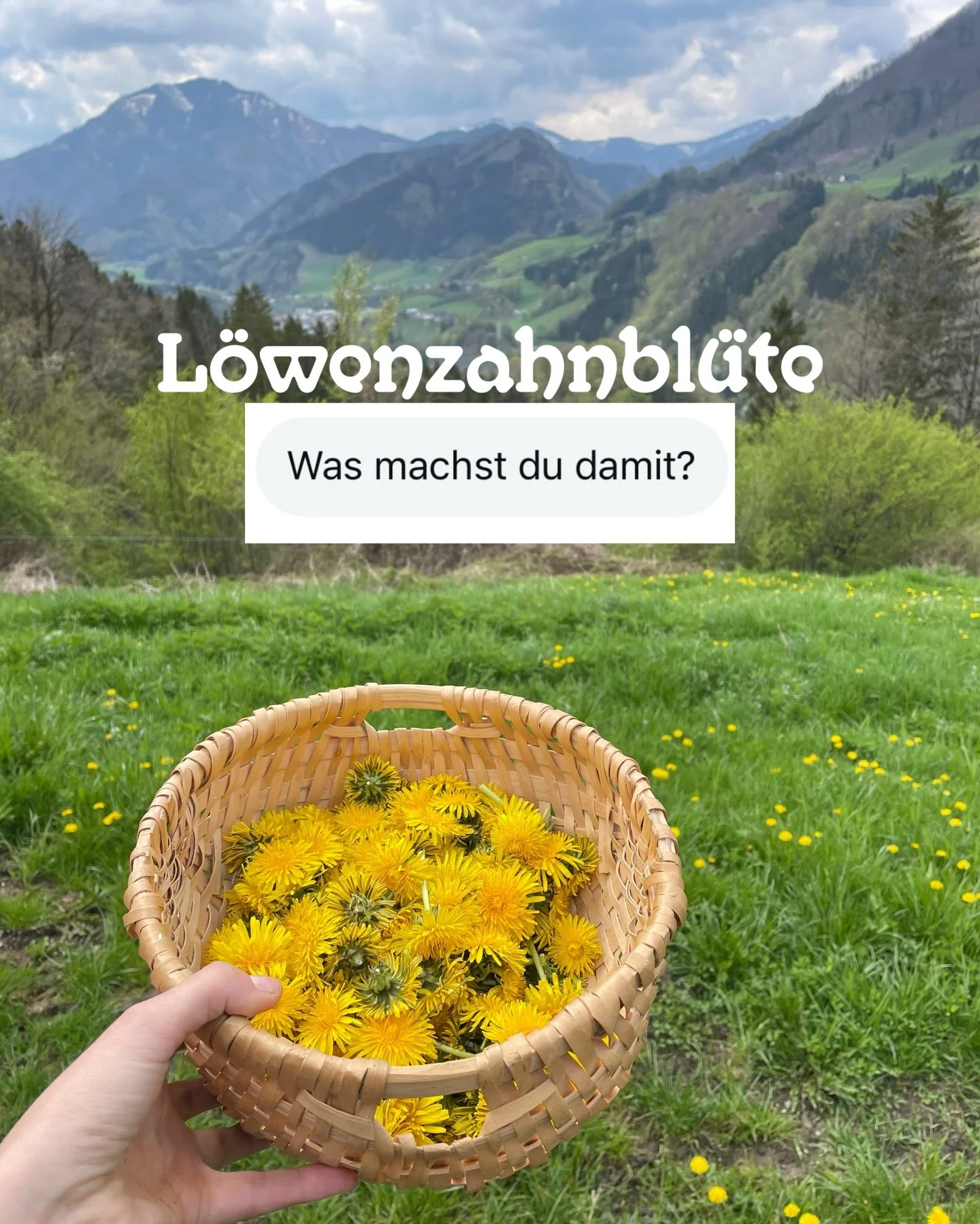 15 Inspirationen mit L&ouml;wenzahnbl&uuml;ten 🌼🌱

Endlich bl&uuml;ht der L&ouml;wenzahn und ich wurde gefragt was ich damit mache. 

🌱 &amp; es gibt noch so viel mehr wie zB:
L&ouml;wenzahnbl&uuml;tenrisotto
Bl&uuml;ten- Nice Cream 
L&ouml;wenzah