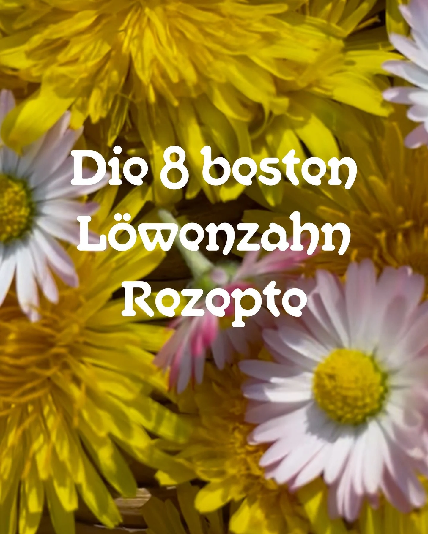 Stellt euch vor ihr bl&auml;ttert in meinem digitalen Kochbuch 🙌 Hab eure meist gew&uuml;nschten L&ouml;wenzahn-Rezepte zusammengebastelt damit ihr die schnell habt &hellip; die L&ouml;wenzahnbl&uuml;tezeit dauert ja leider nicht ewig. Viel Spa&szli