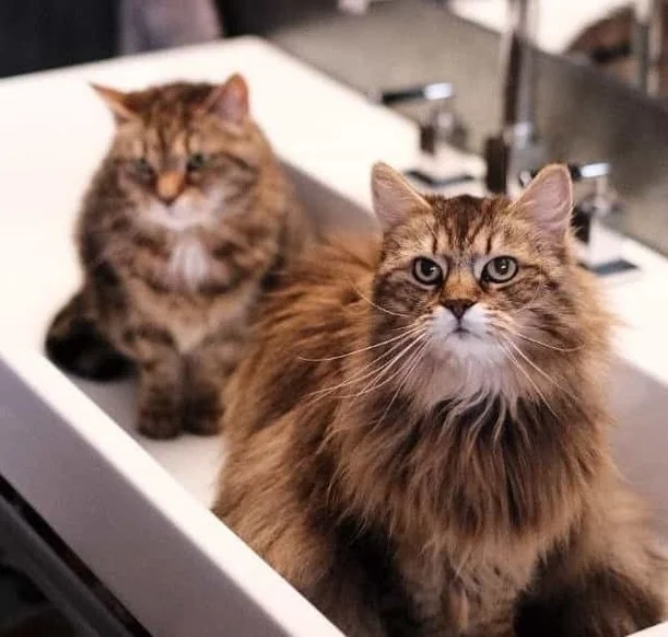 Meine M&auml;use 😓 Nun seid ihr hoffentlich wieder vereint im Katzenhimmel 🐈&zwj;⬛🐈🪽🌈 Danke f&uuml;r die 13 gemeinsamen Jahre. Ihr wart meine ersten Babies, mit Fl&auml;schchen haben wir euch aufgep&auml;ppelt und die letzten Jahre versucht eure