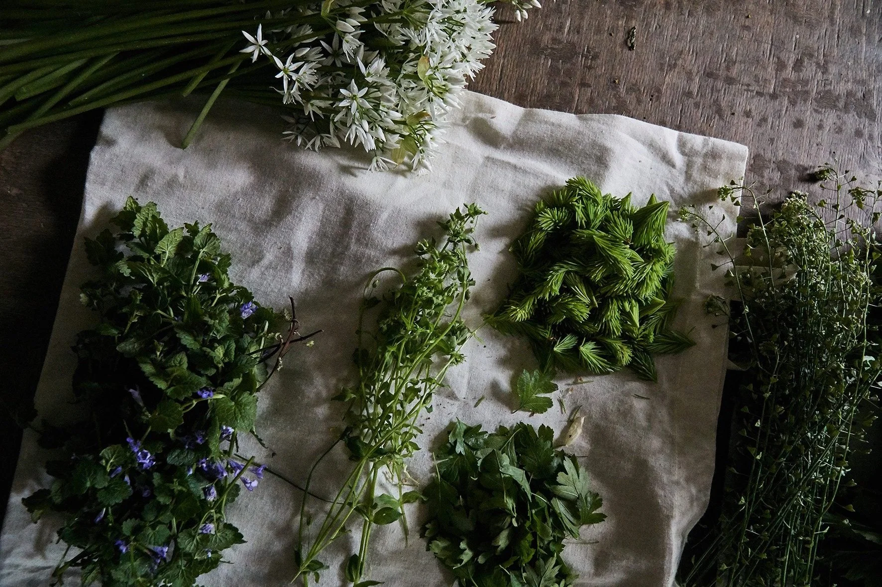Kräuterspaziergang Kräuterwanderung Wildkräuter Alm Sammeln Blattunddorn