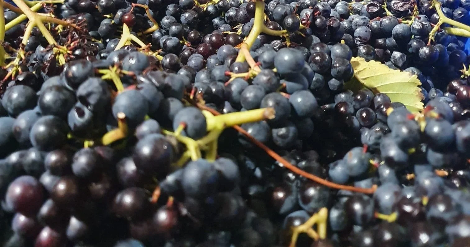 Photo of Renegade Urban Winery - Walthamstow, Waltham Forest