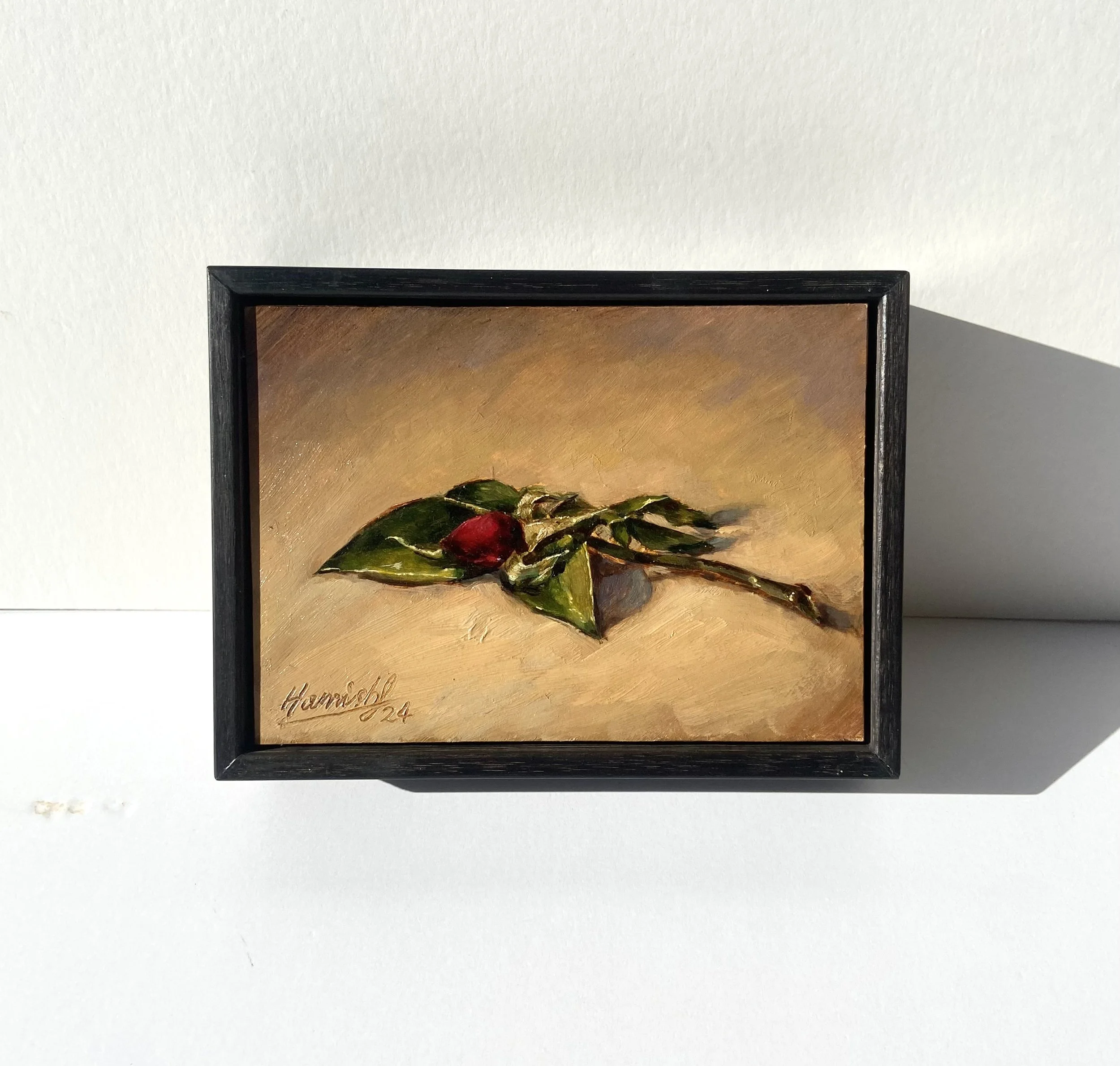 Red Rose 2024 by Hamish Fleming