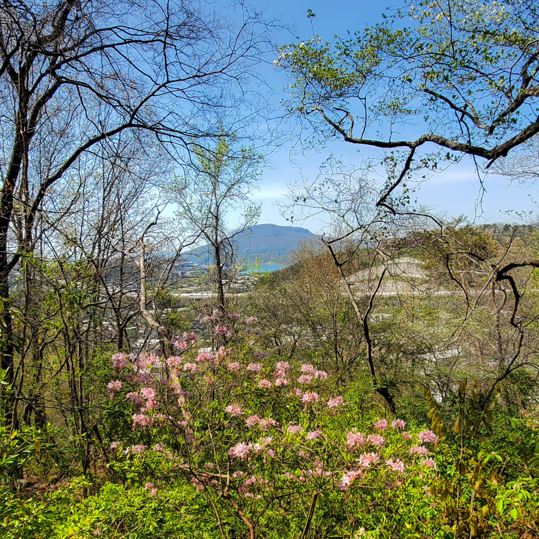 Your Chattanooga Homeowner Spring Starter Pack
