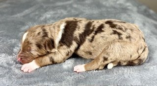 Red Merle Female (Available)