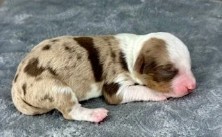 Red Merle Female (Available)