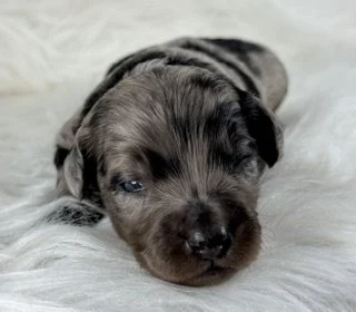 Blue Merle Female (On Hold)