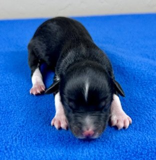 Black Tri Female (Available)